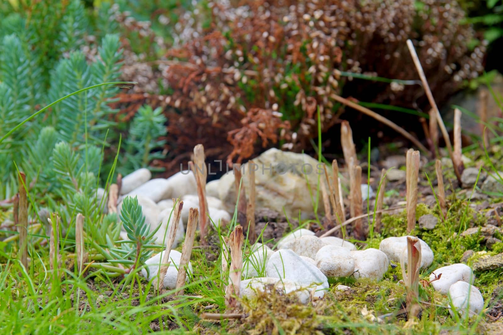 Photo shows closeup details of stones in the wood and grass.