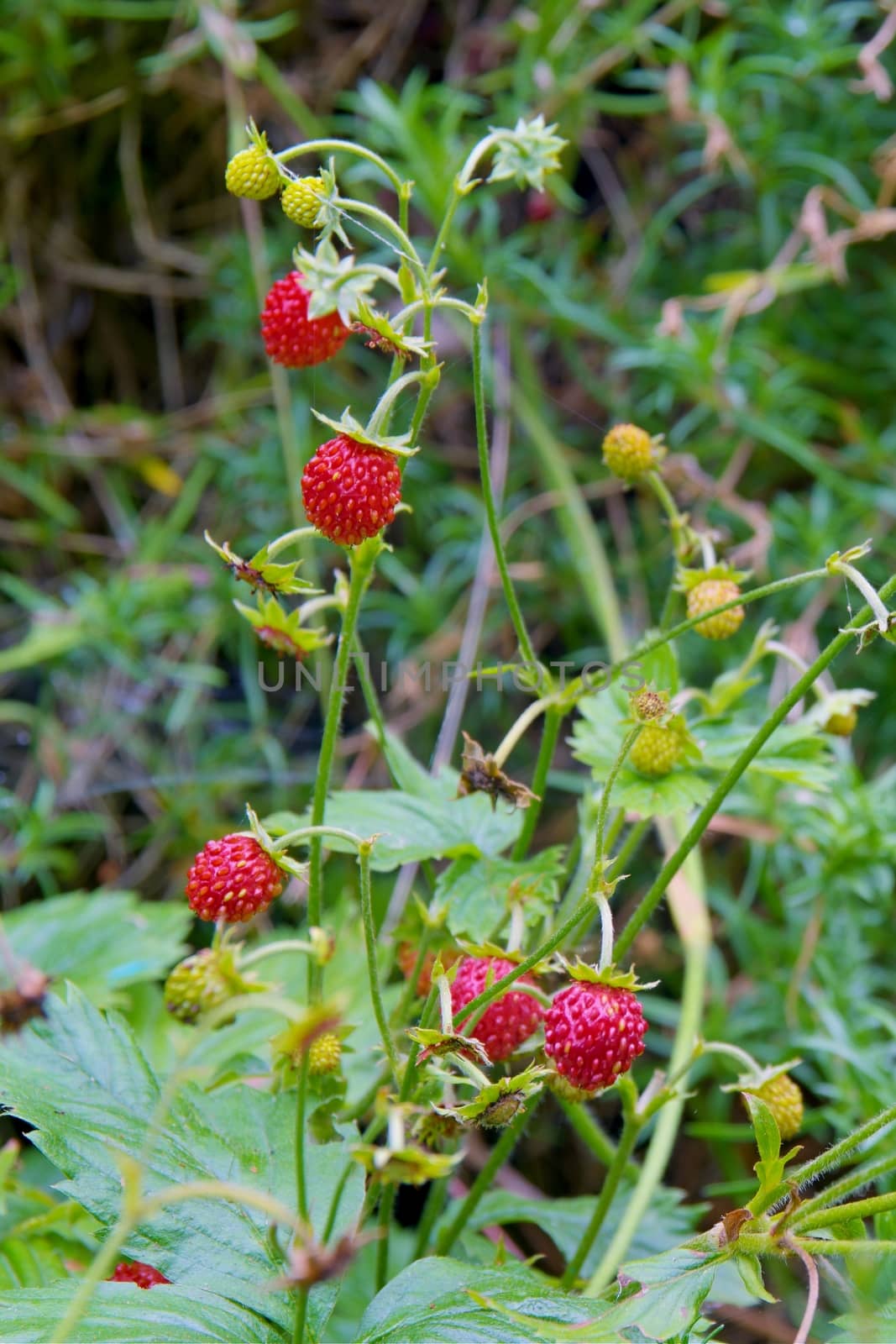 Photo shows closeup details of wild strawberries in the wood.