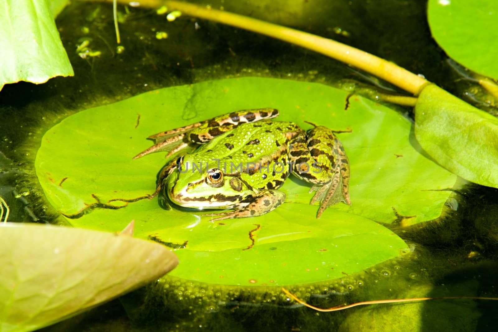 Photo shows closeup details of green frog on the lake's leaf.