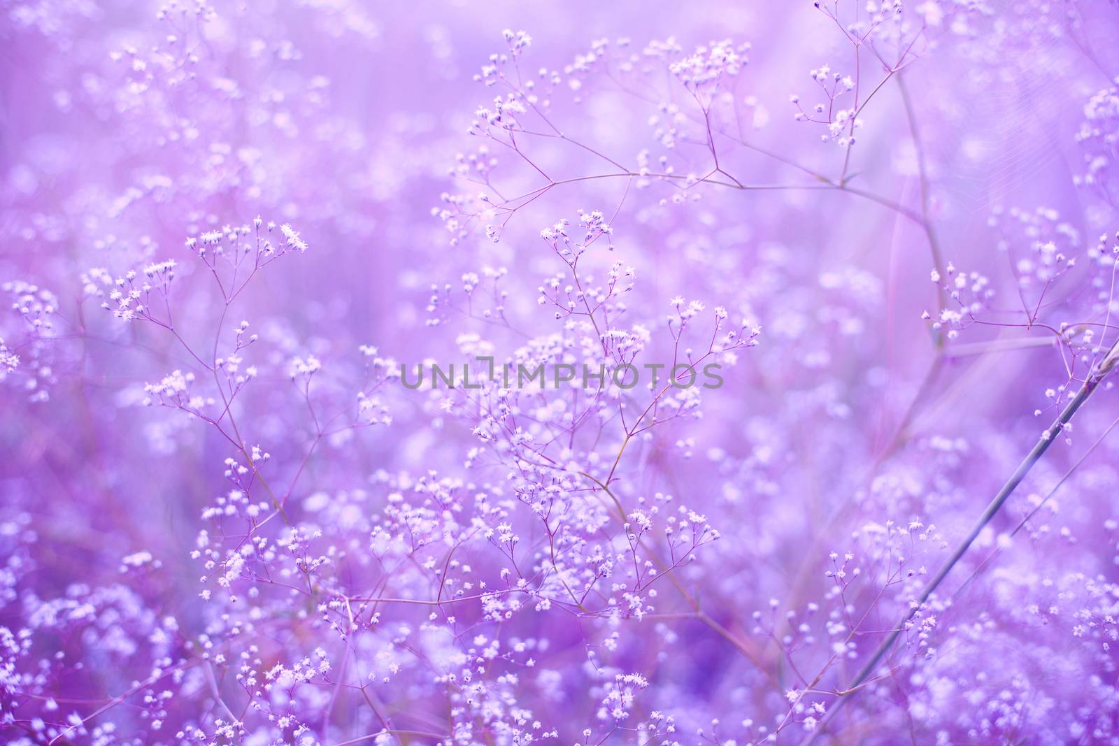 purple background with small flowers