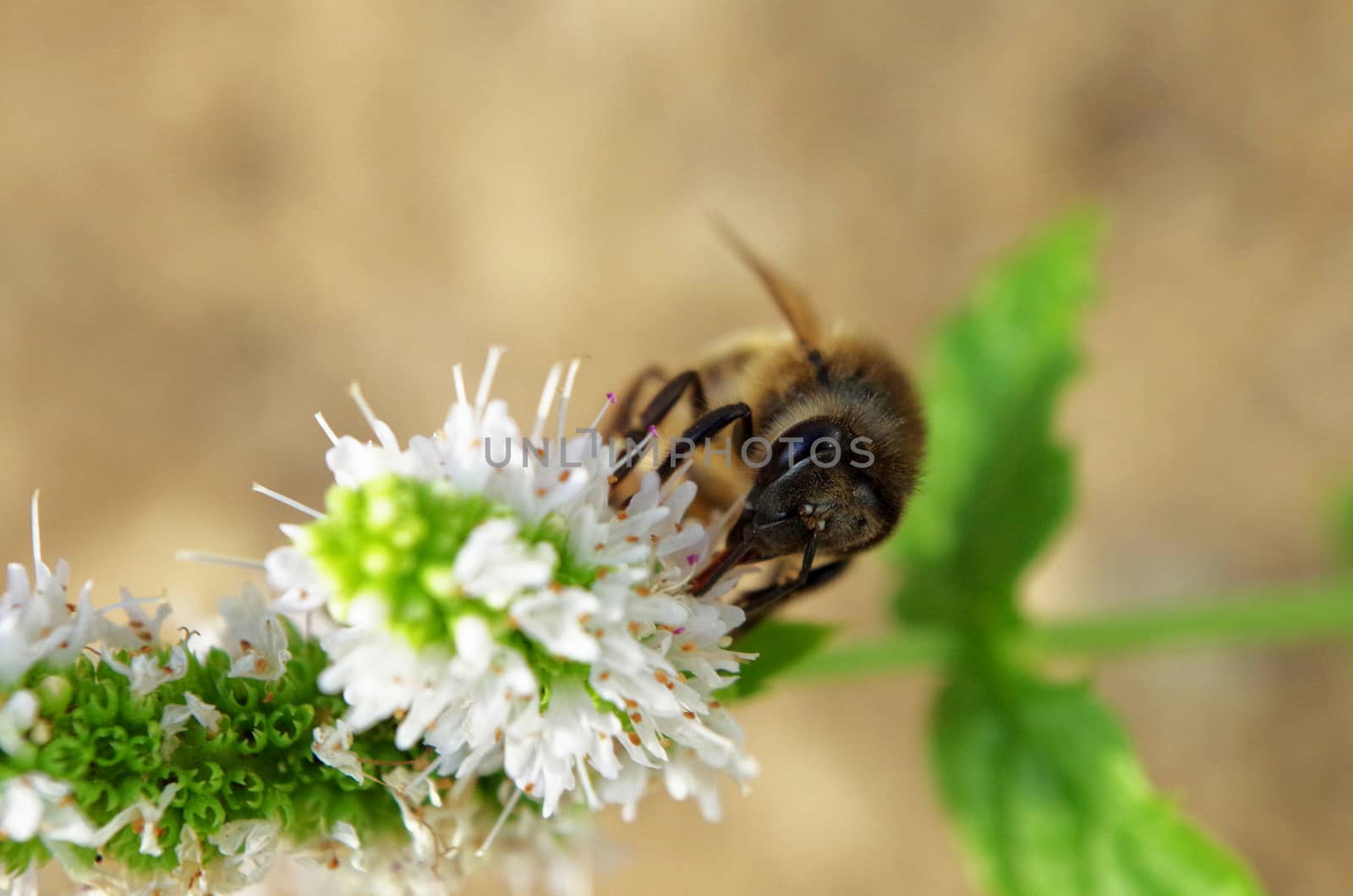 Working Bee on Spearmint Flower by AngeloDeVal