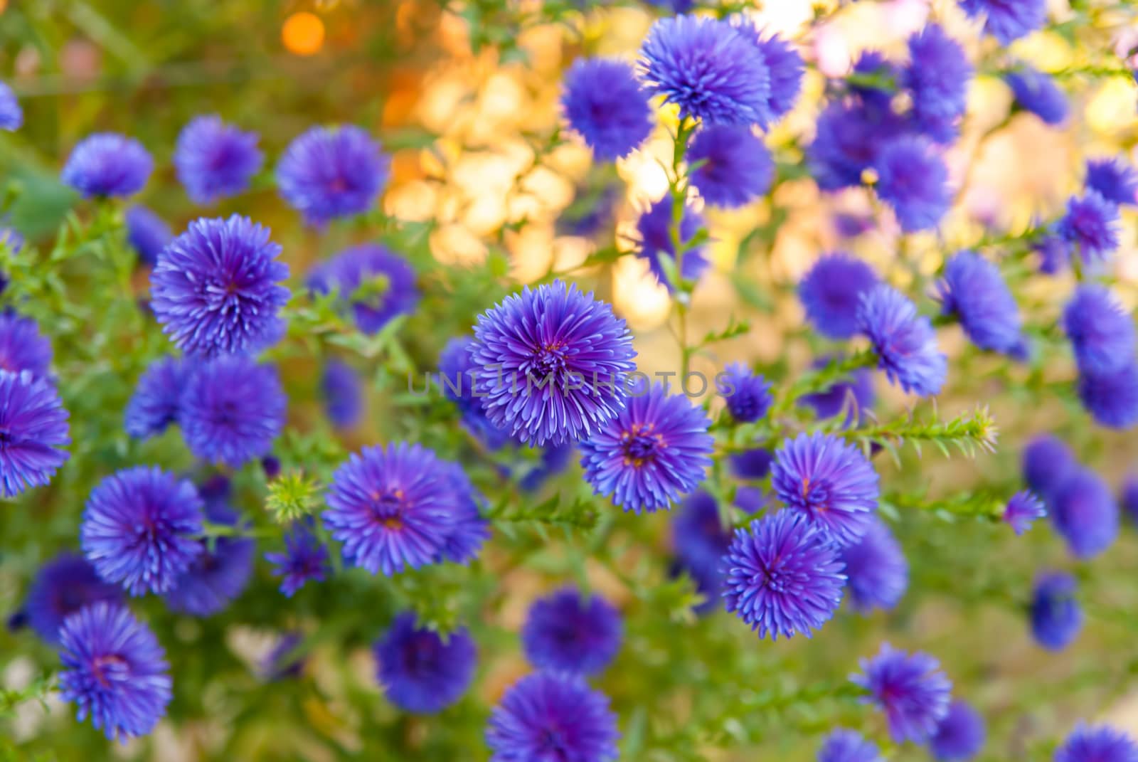 Colorful  bright blue flowers, background by Zhukow