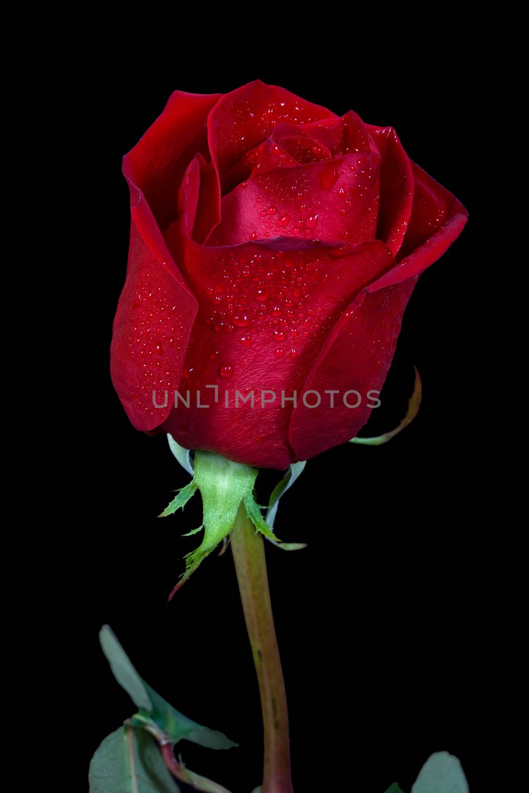 Red rose and drops isolated on black background.