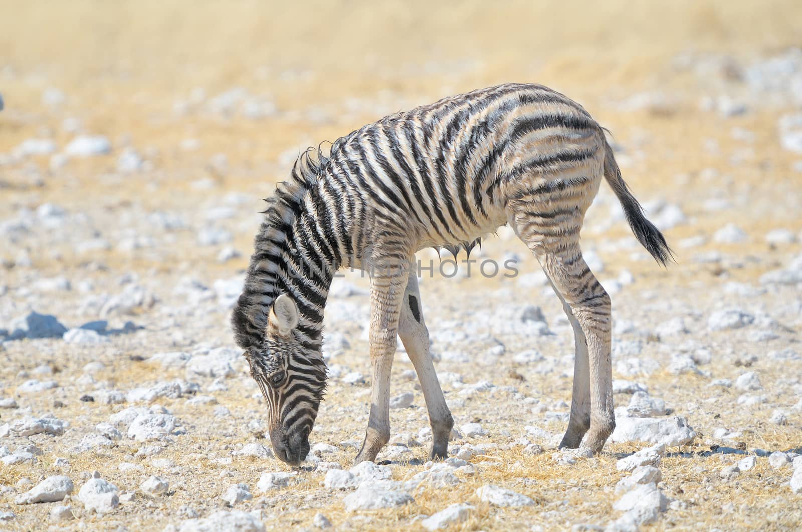 Wet Zebra foal grazing at Nebrownii in the Etosha National Park, Namibia
