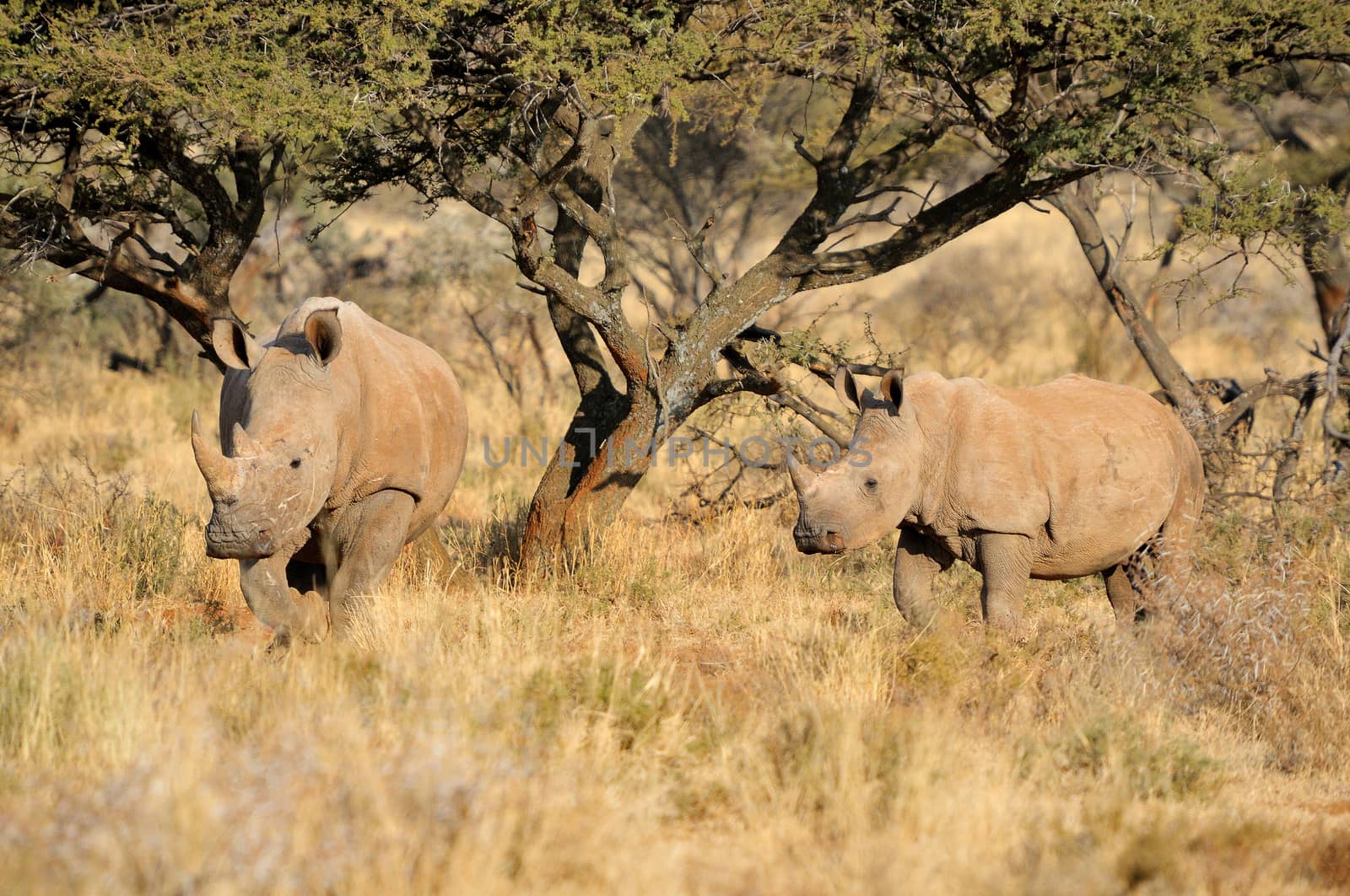 White rhino mother and calf in the Mokala National Park of South Africa
