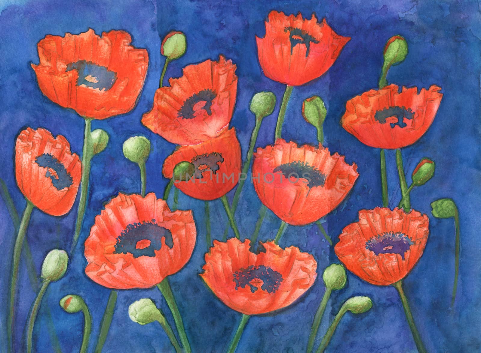 Red poppies and green buds on blue, original watercolor and gouache painting