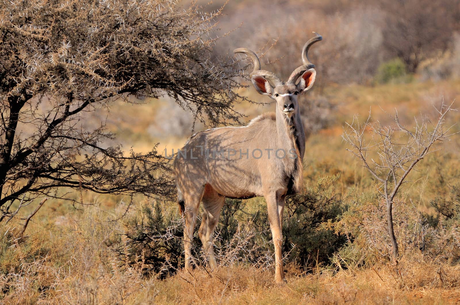 Greater Kudu bull in the Mokala National Park of South Africa
