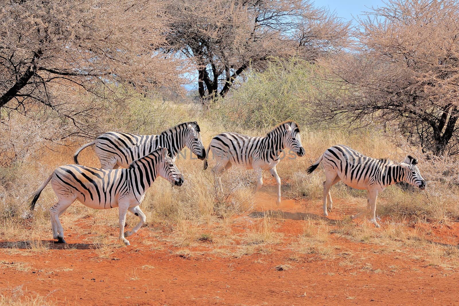 Zebras in the Mokala National Park of South Africa
