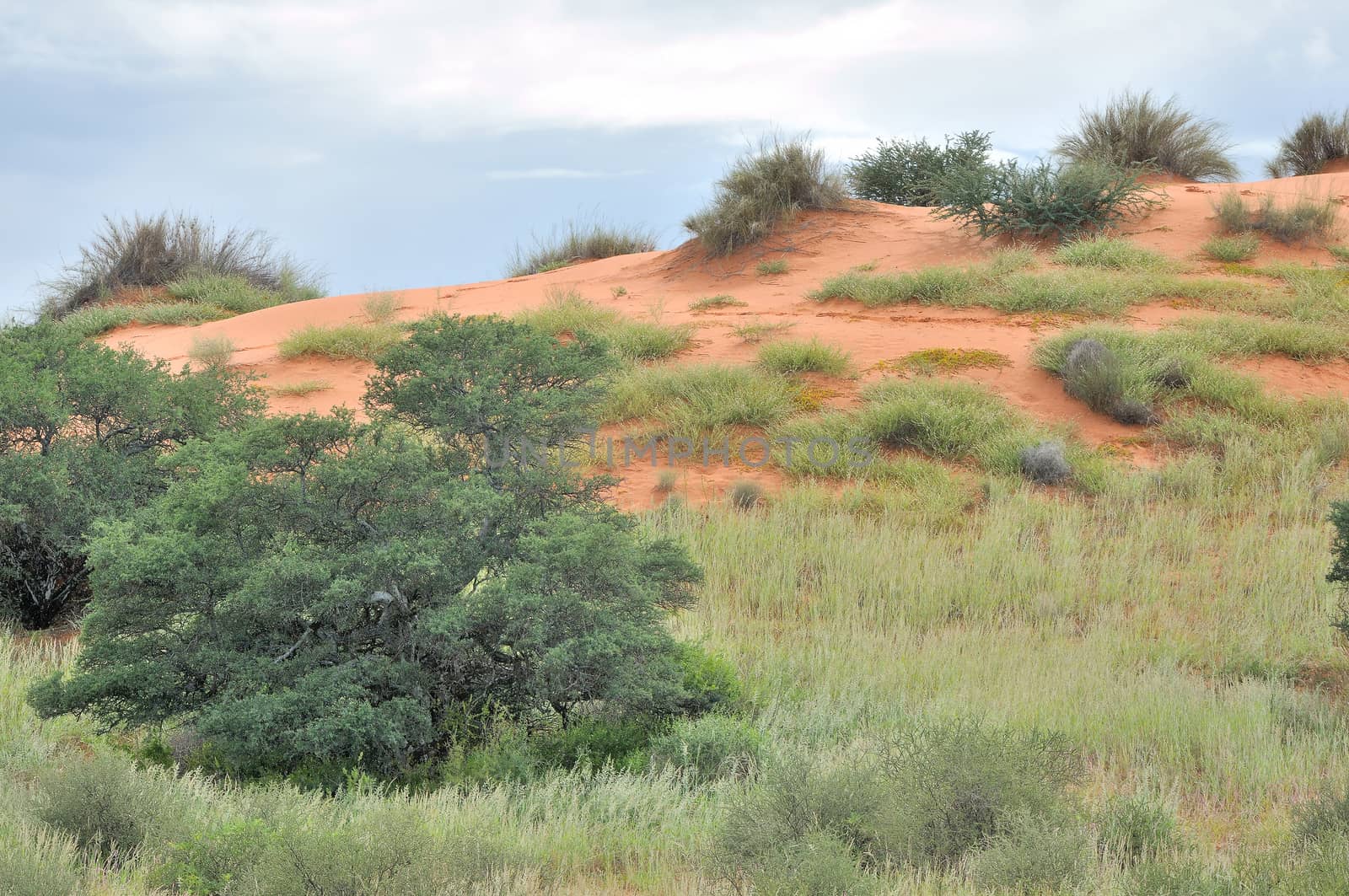 Dune landscape in the Kgalagadi Transfrontier Park, South Africa
