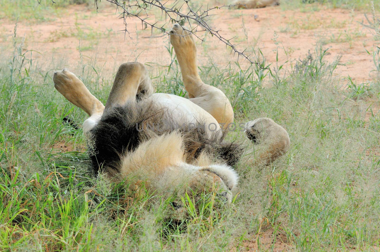 Male lion lying on it's back in the Kgalagadi Transfrontier Park.
