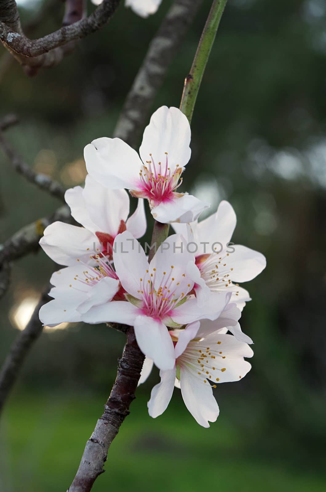 Close-up of a group of Almond Flowers