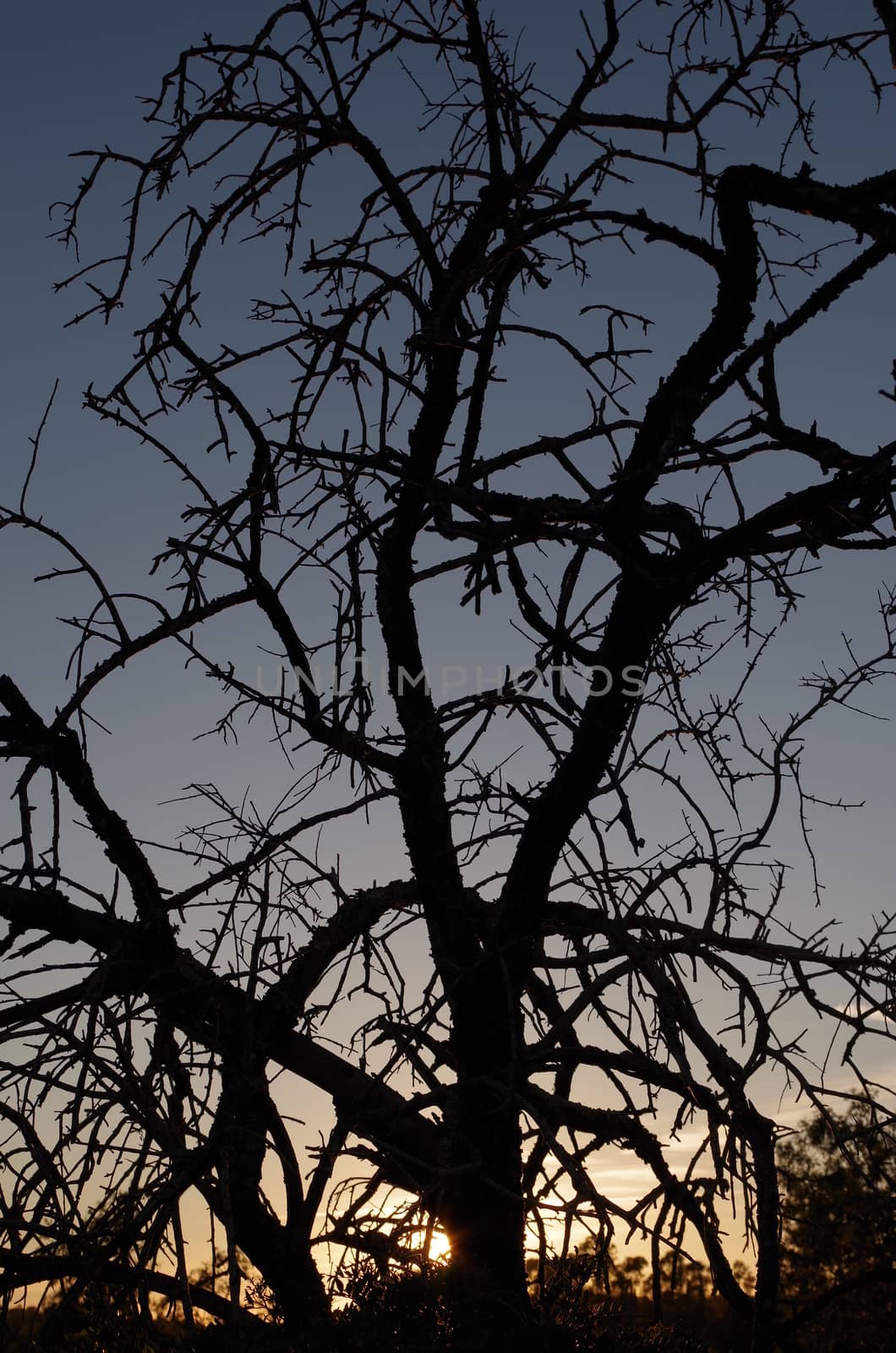 Silhouette of a dead tree during sunset