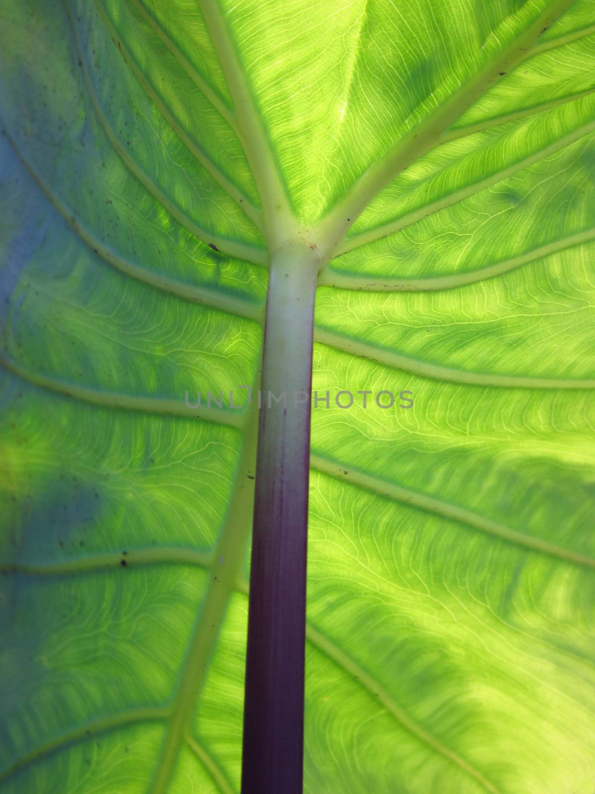 A detailed view of the leaf of a huge tropical plant leaf structure from the below                               