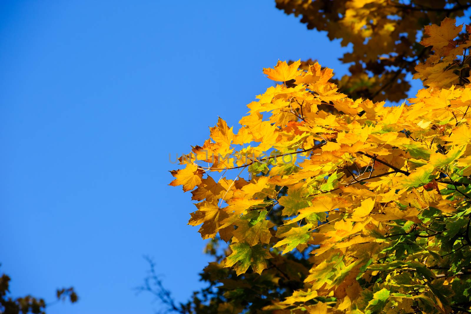 autumn yellow leaves on maple trees branches 