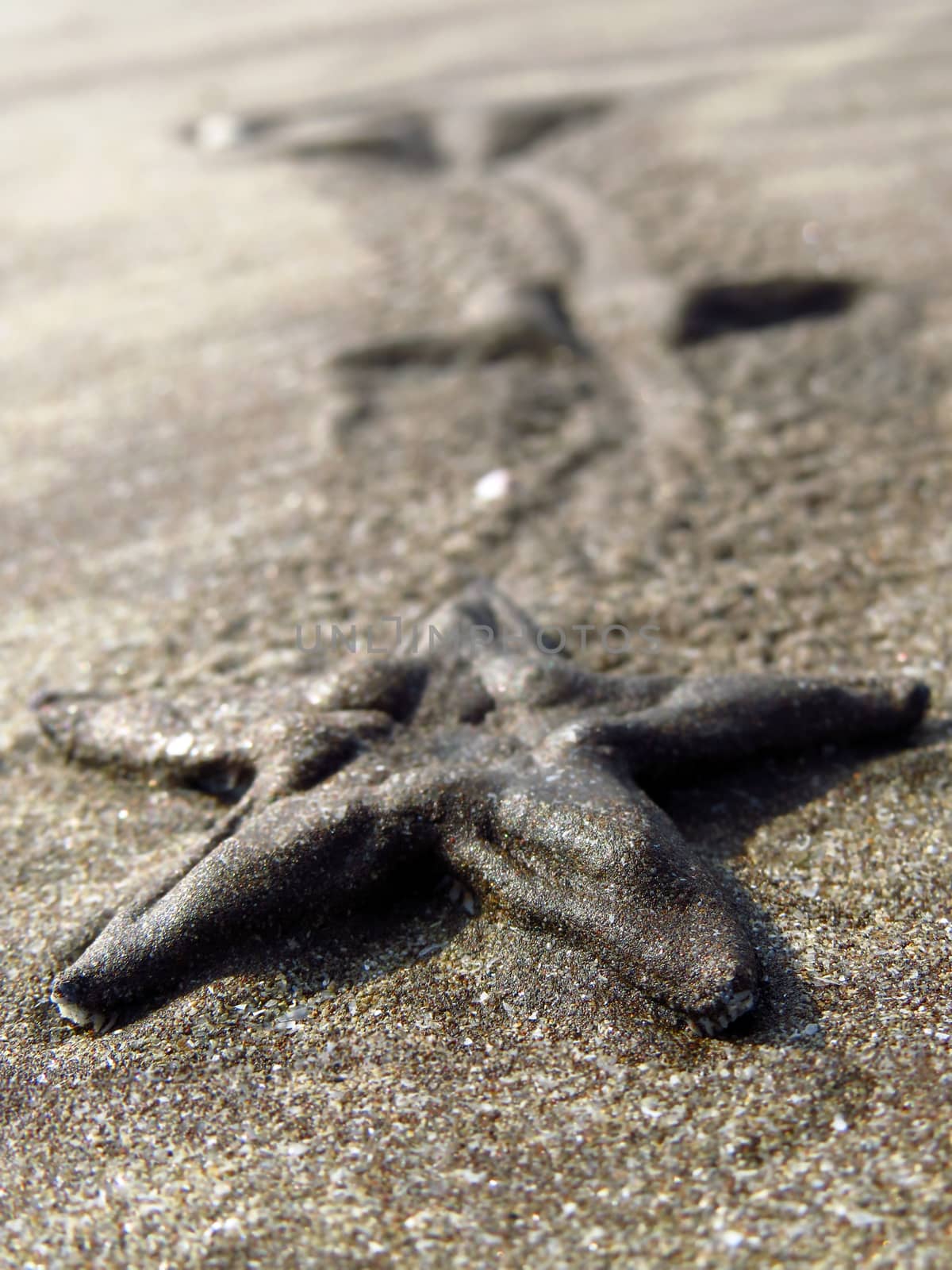 A metaphorical photo showing the path of a slowly moving starfish on the fish, depicting legacy.                               