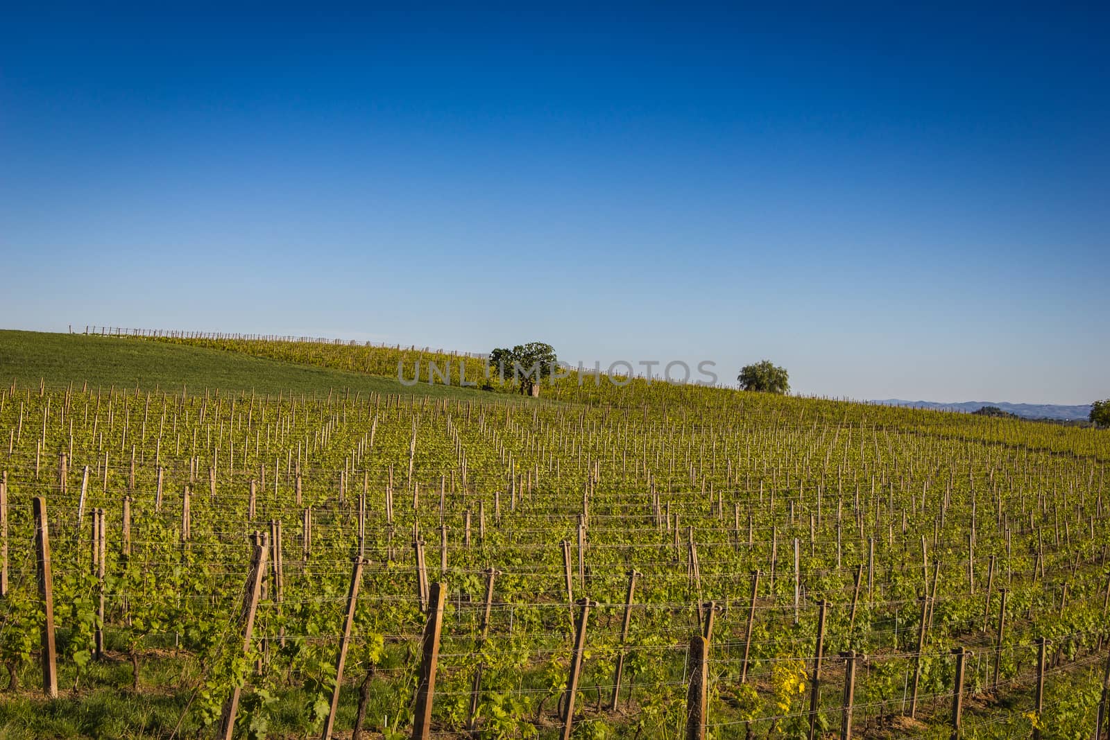 Vineyards panorama from Italy under the blue sky