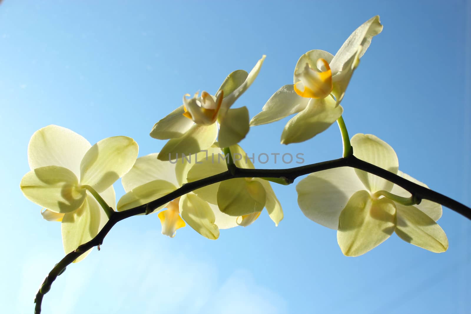 beautiful branch of a blossoming yellow orchid on the background of sky