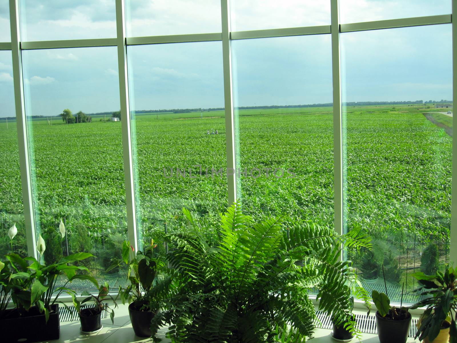 window of the office with view to green field