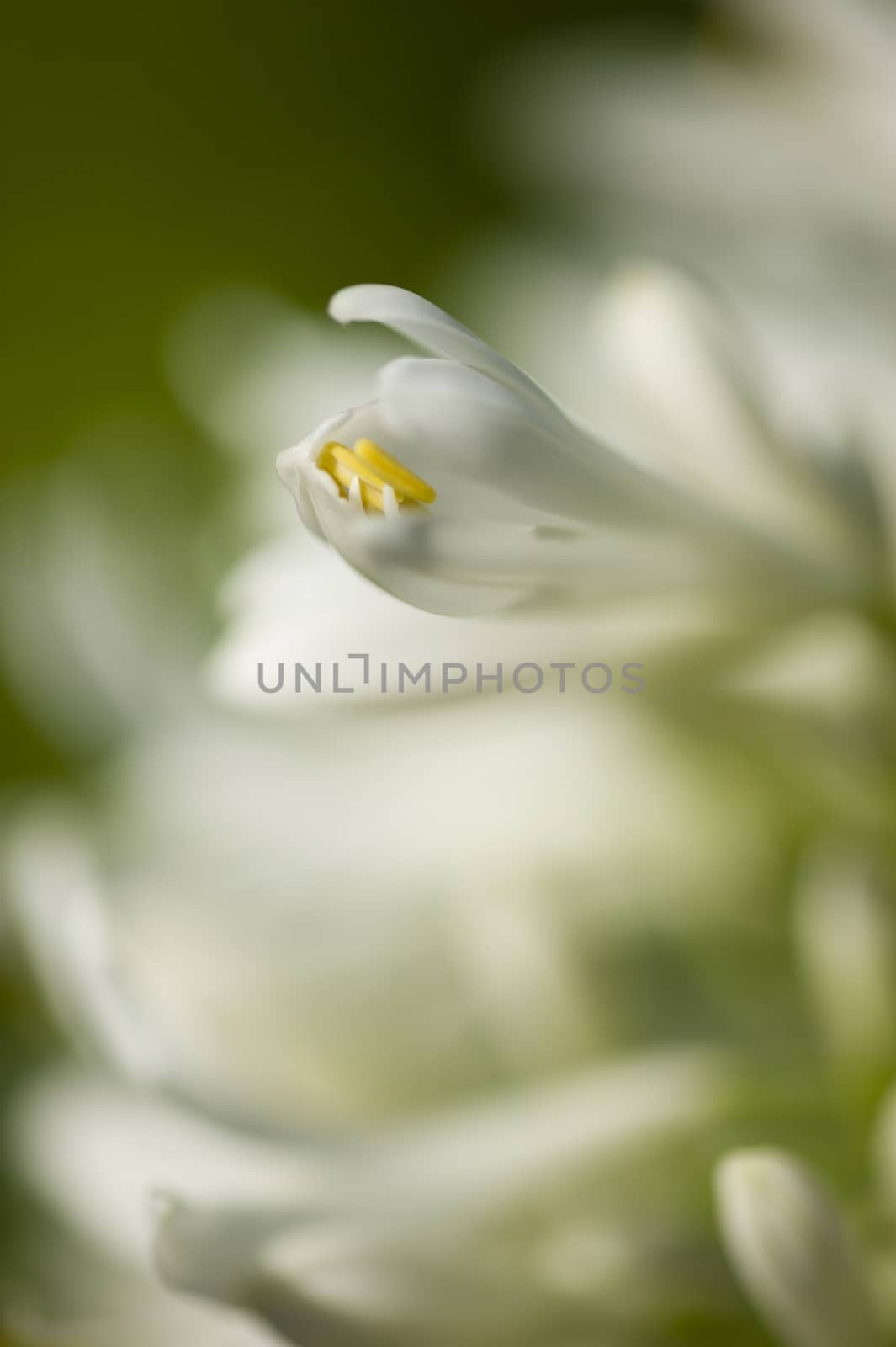 White Allium ornamental flower detail of petals, pistils and stamen