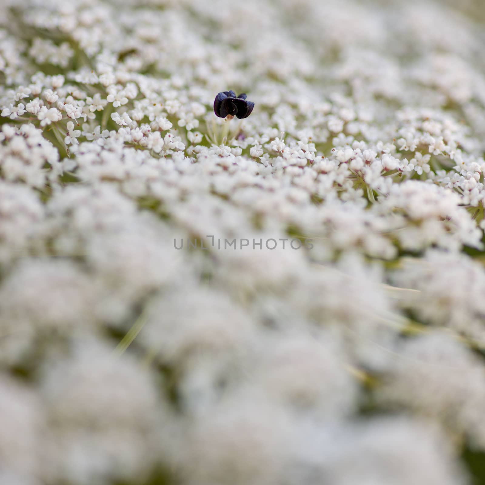 Wild carrot, Apiaceae by AlessandroZocc