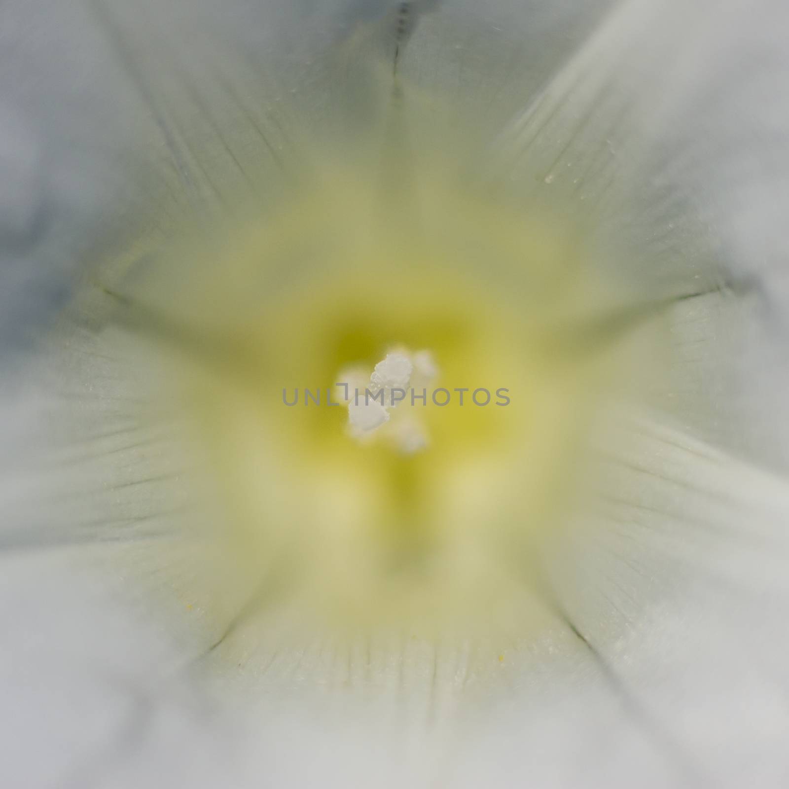 Ipomea flower detail of stamen carrying pollen