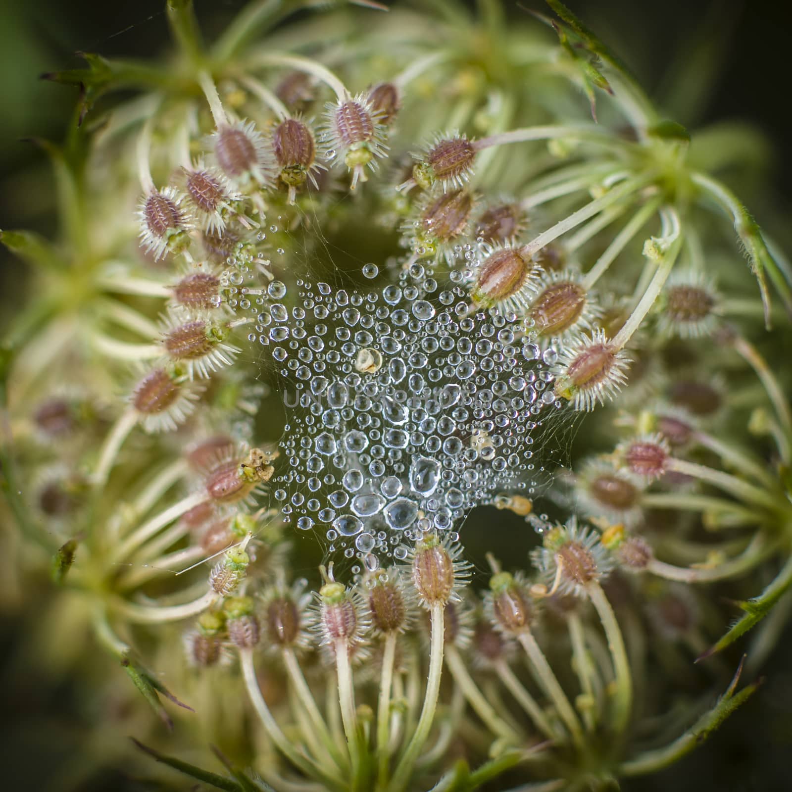 Wild carrot flower with spider web by AlessandroZocc