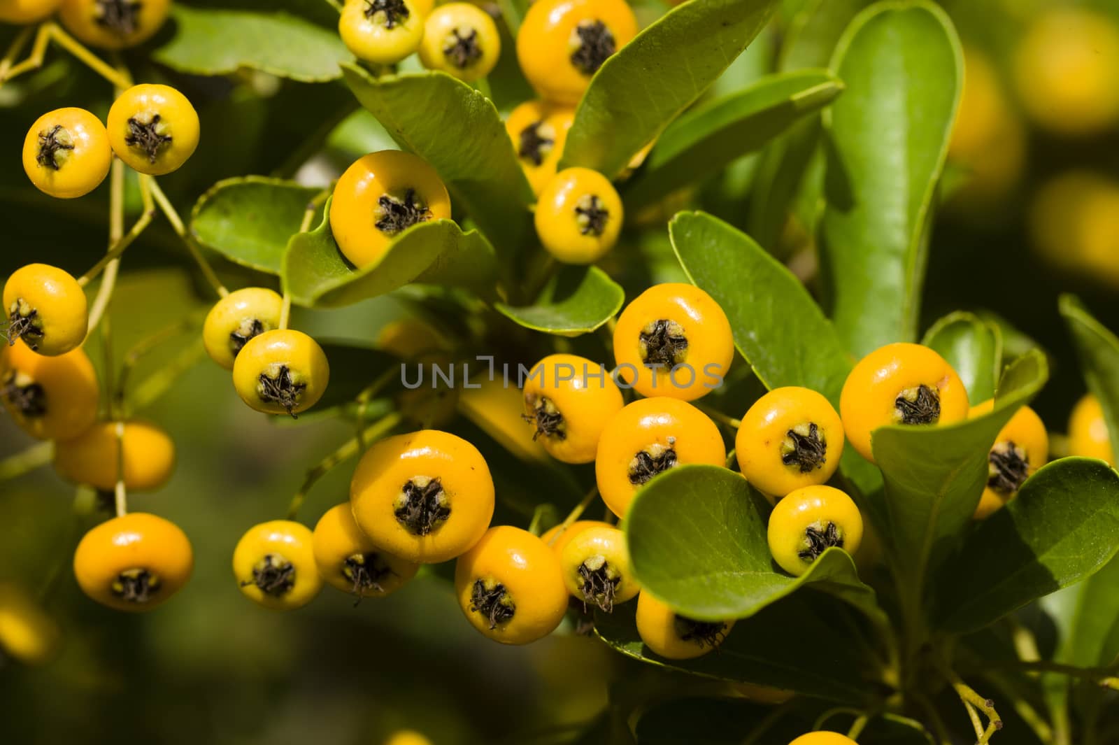 Wild berries among green leaves under the sun