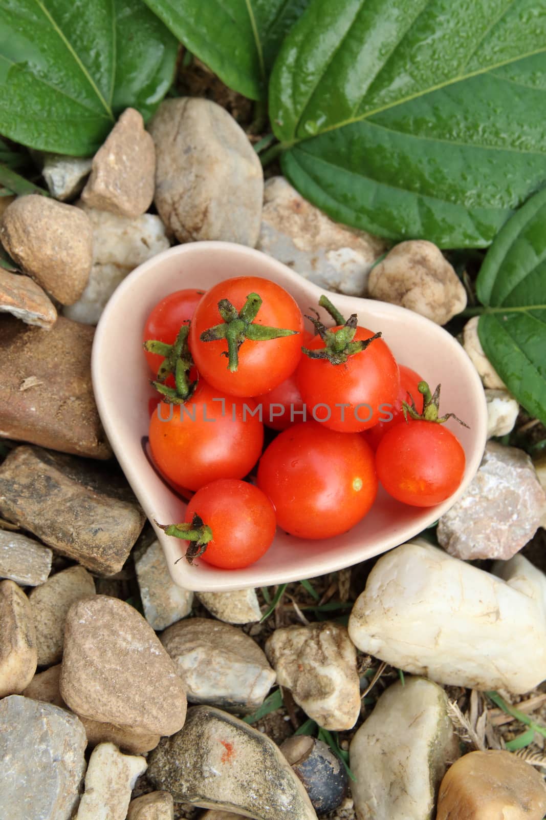 The little red tomatos are  in ceramic bowl.