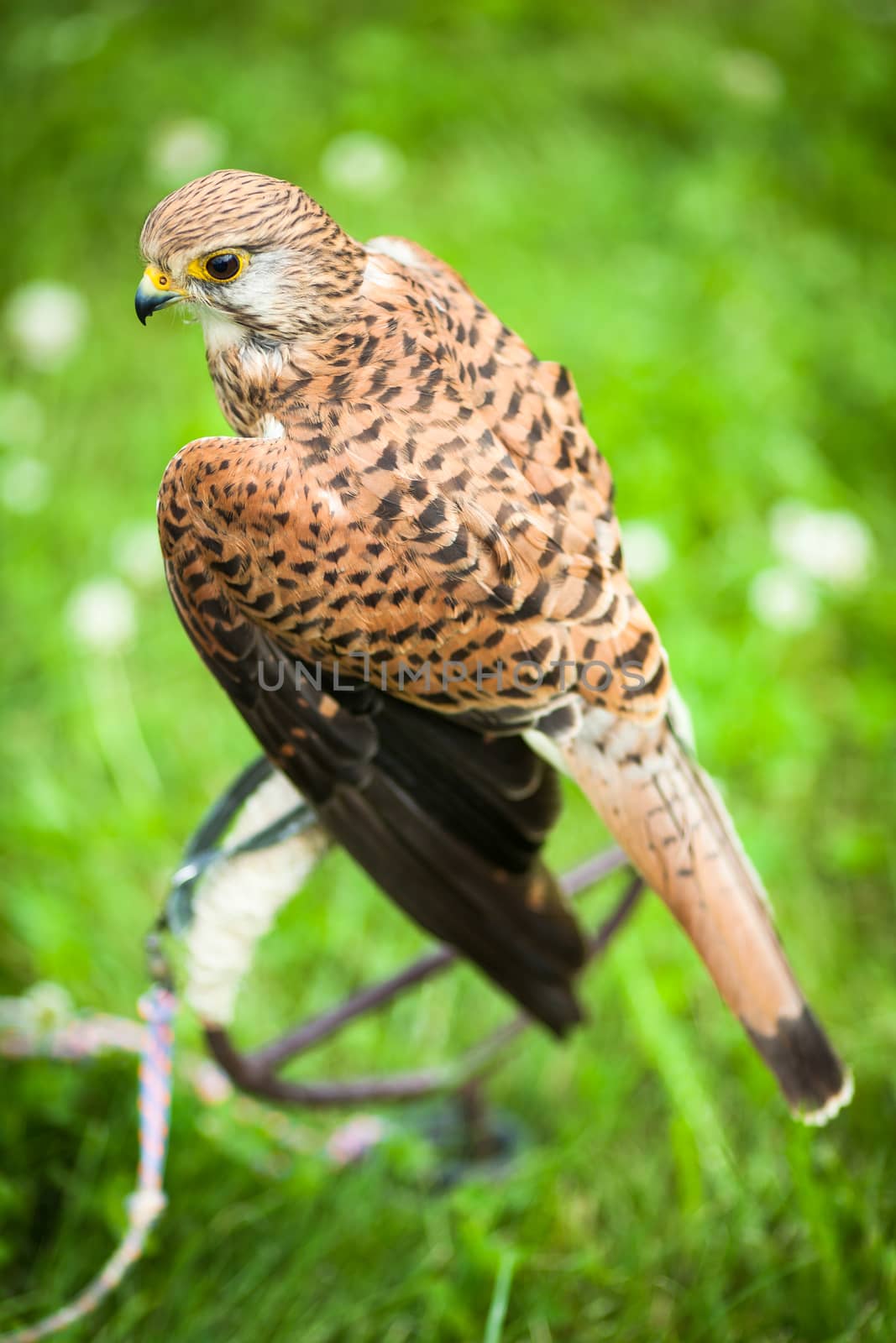 Common Kestrel - Falco tinnunculus by viktor_cap