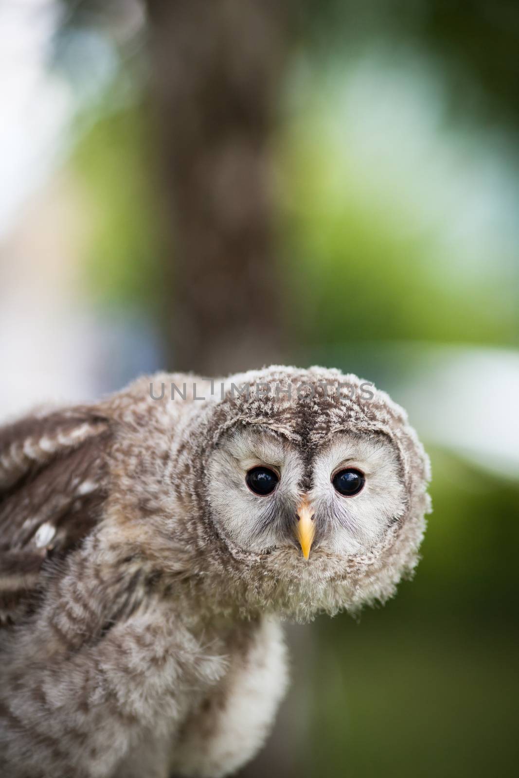 Close up of a baby Tawny Owl (Strix aluco) by viktor_cap