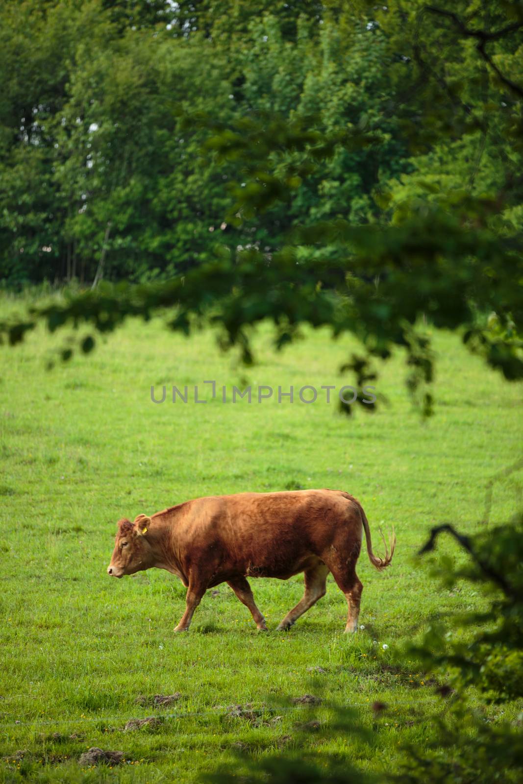 Cows grazing on a lovely green pasture by viktor_cap