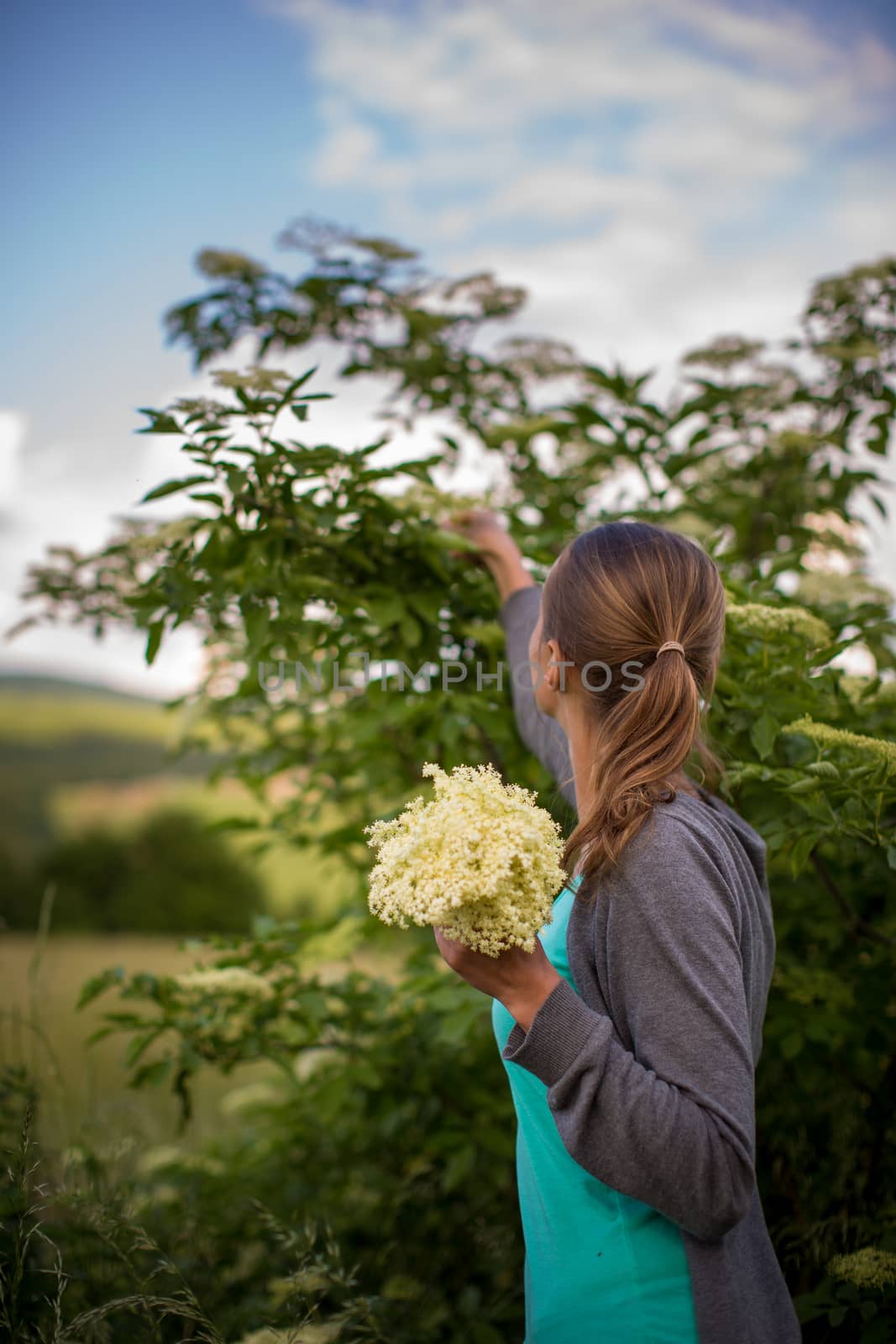 Young woman picking elderflower to make an infusion at home
