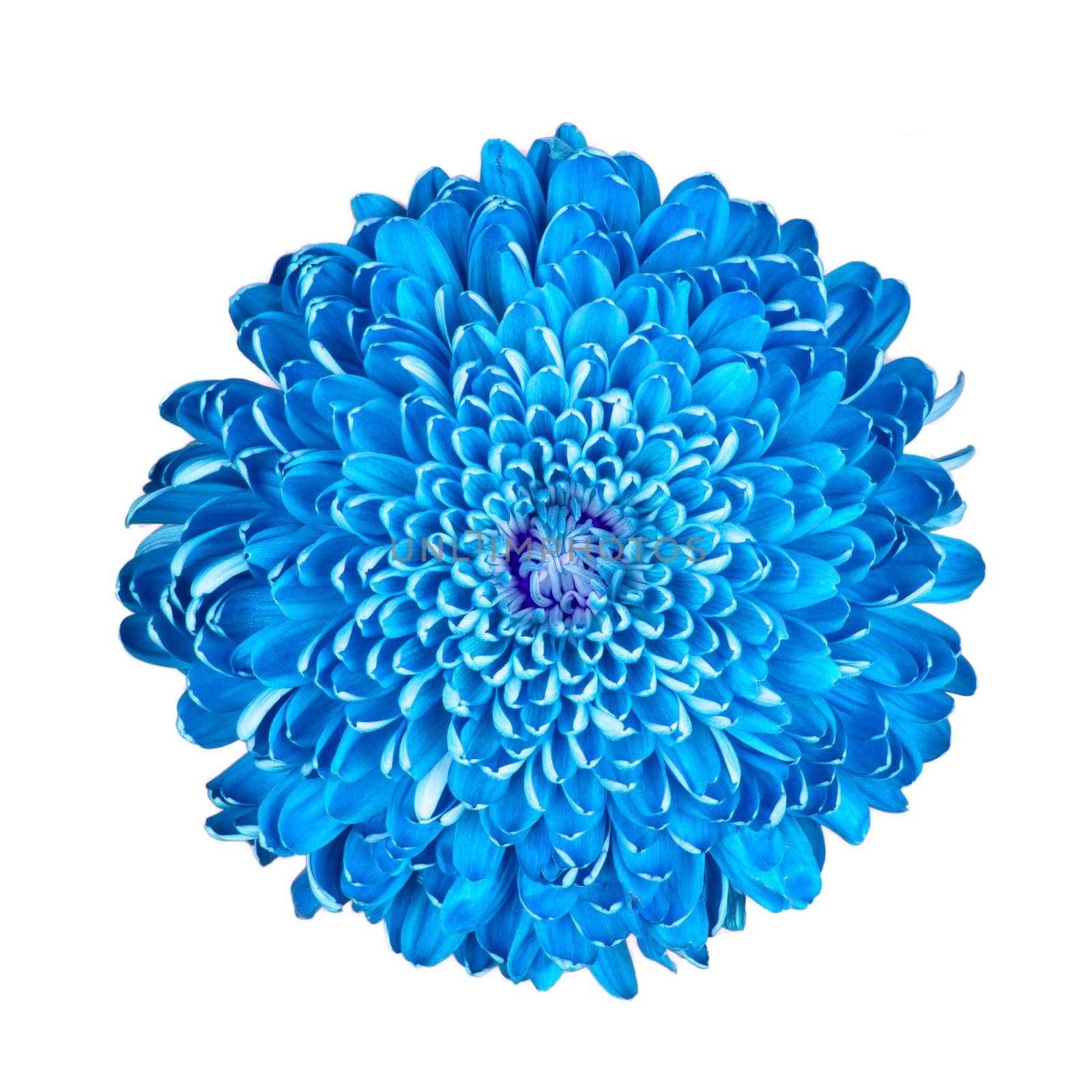 Blue chrysanthemum by michaklootwijk