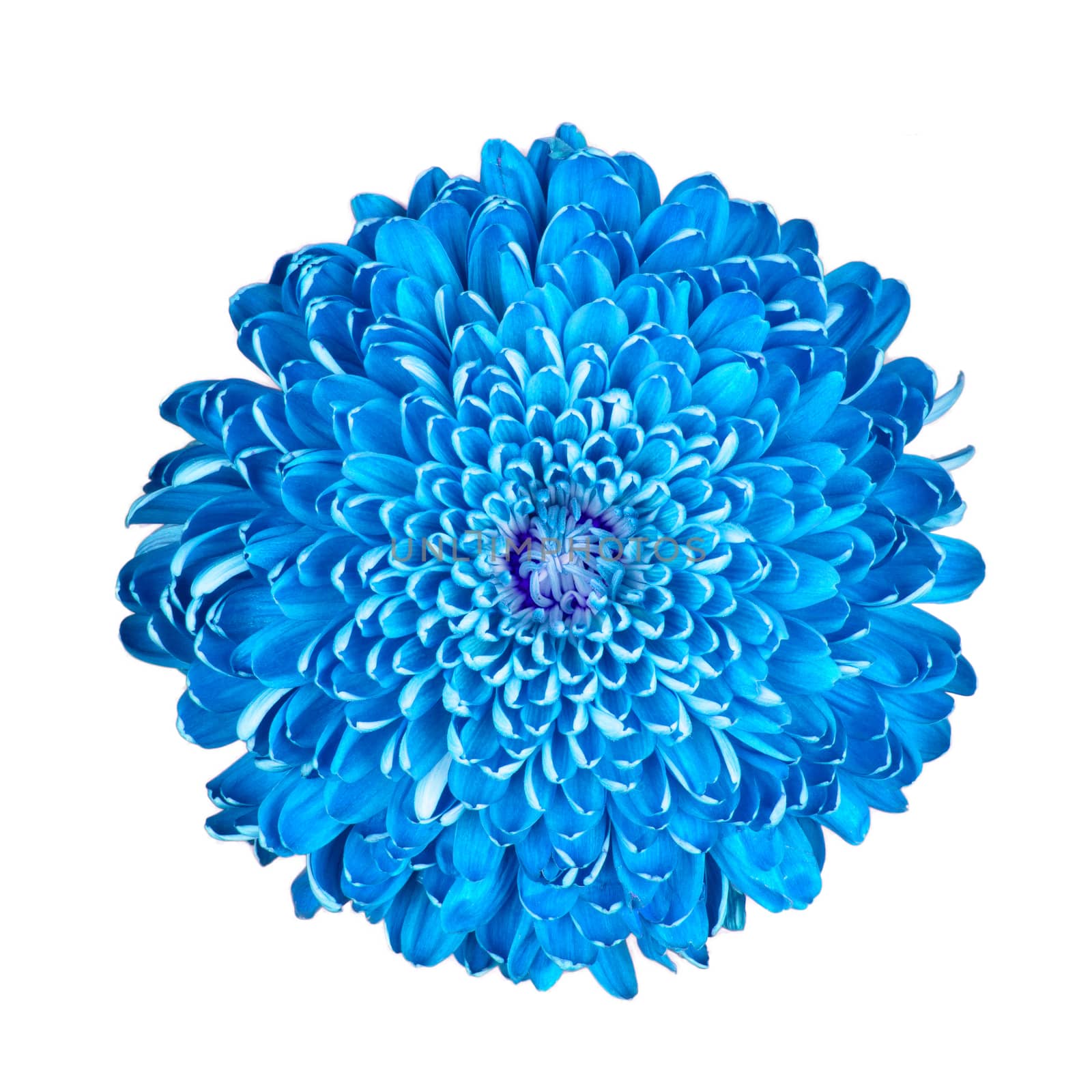 Blue chrysanthemum, isolated on a white background