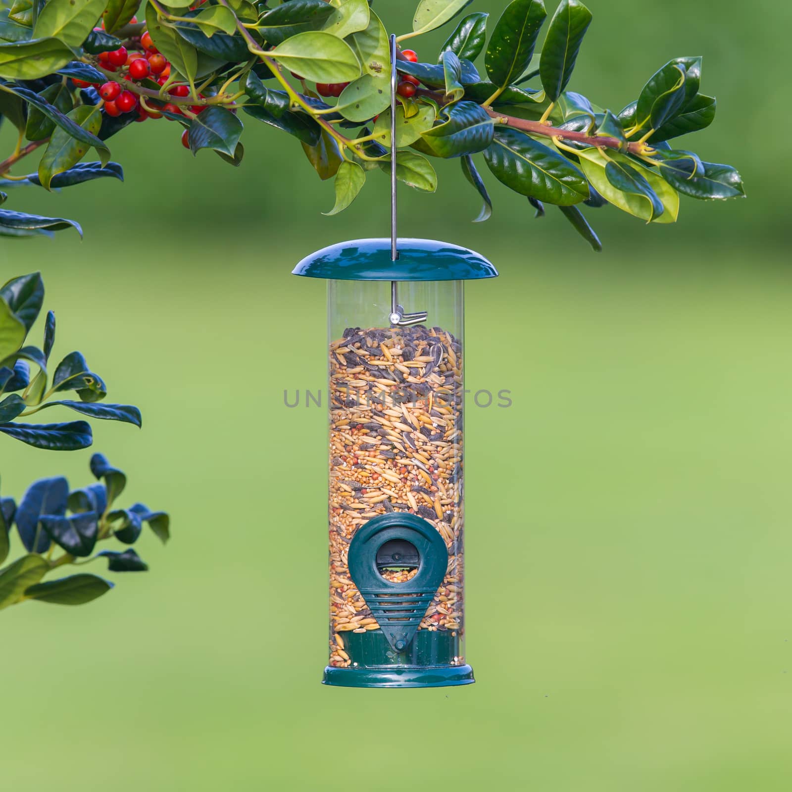 Bird feeder full of seeds hung in the tree