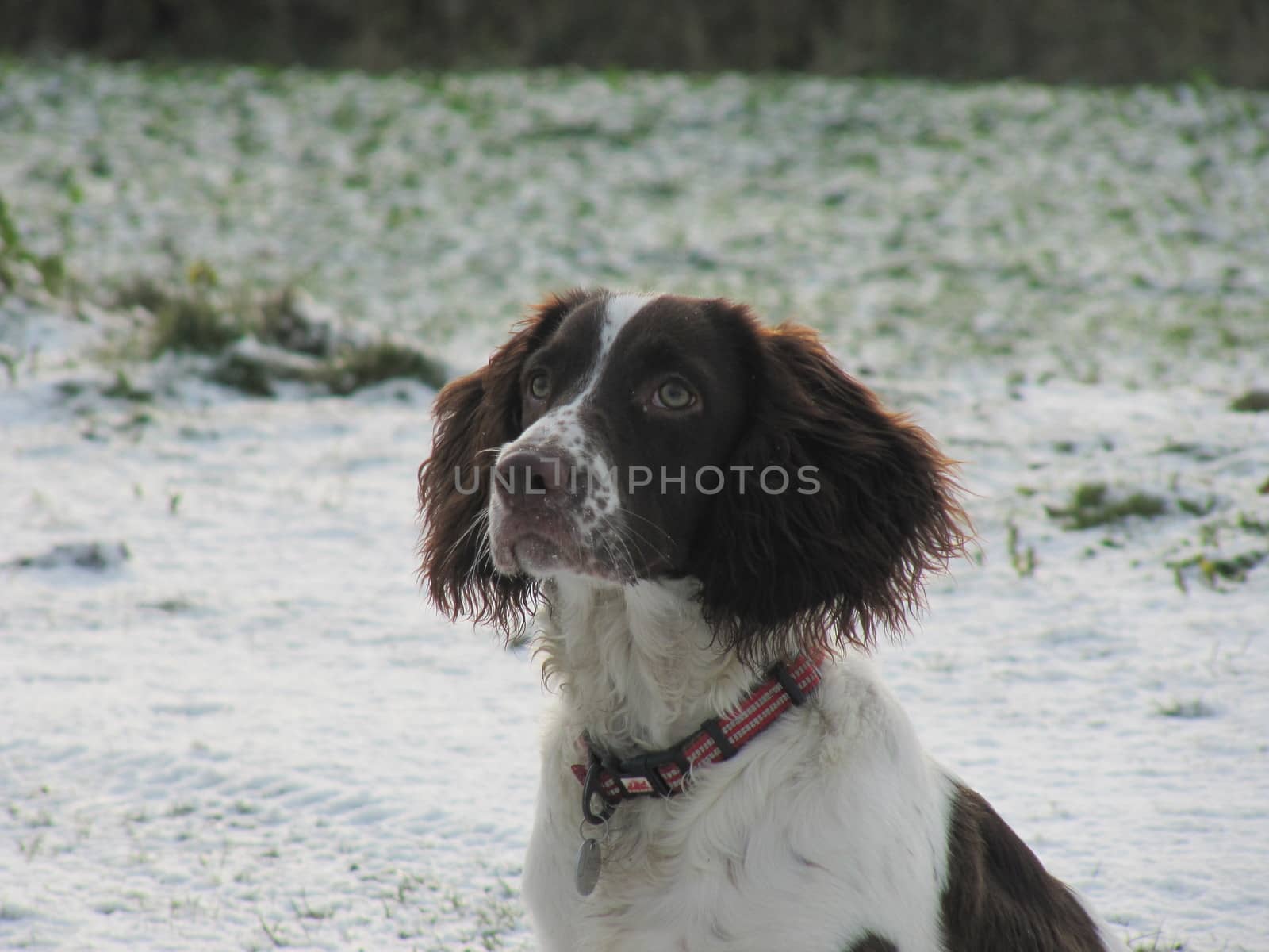 liver and white working type english springer spaniel pet gundog in winter snow