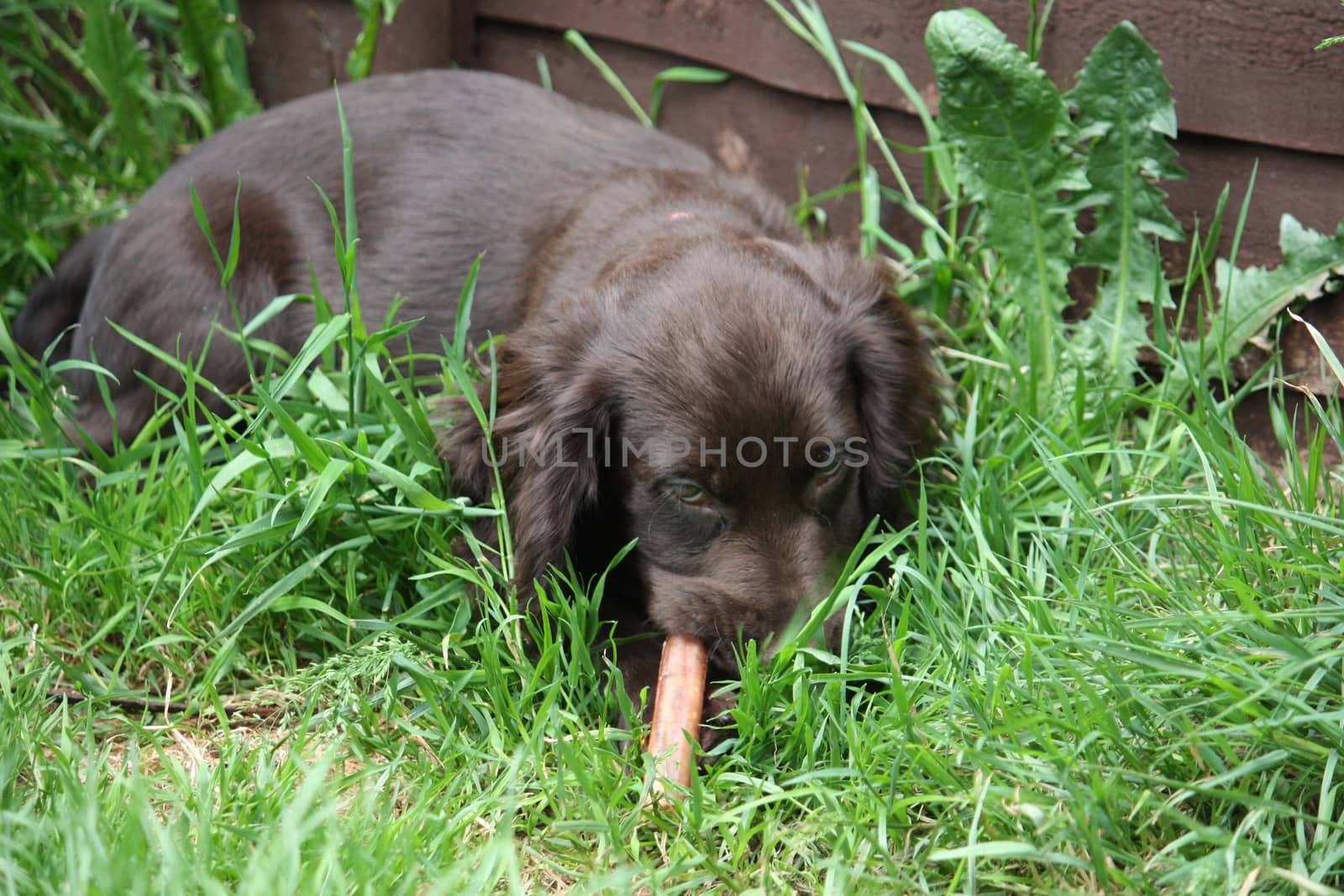 very cute small liver working cocker spaniel pet gundog