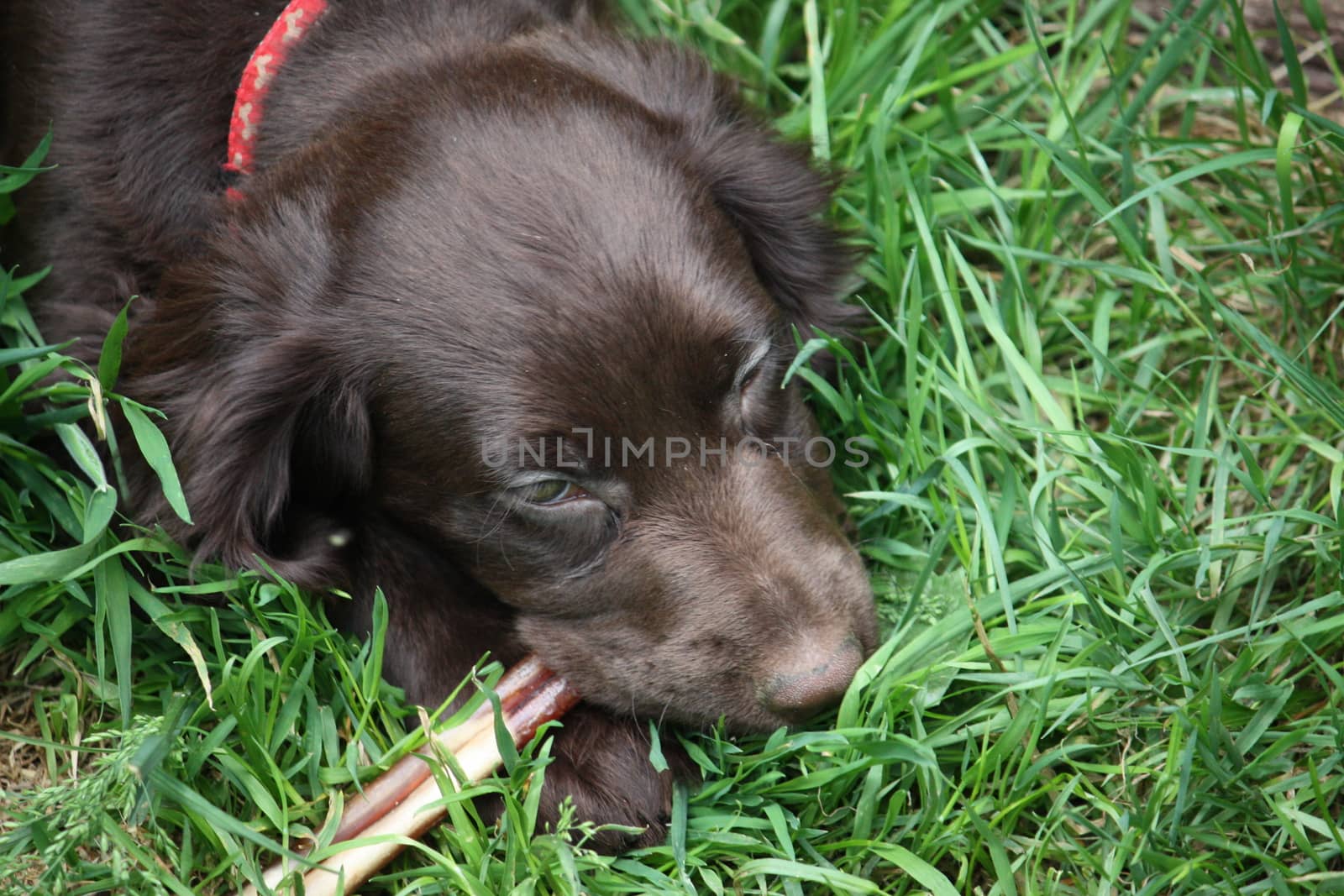 very cute small liver working cocker spaniel pet gundog