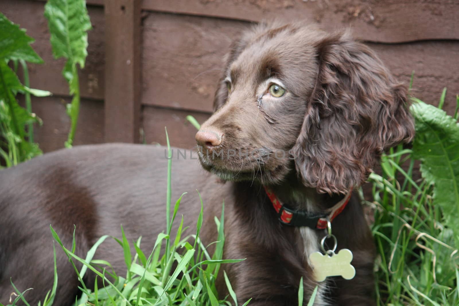 very cute small liver working cocker spaniel pet gundog by chrisga