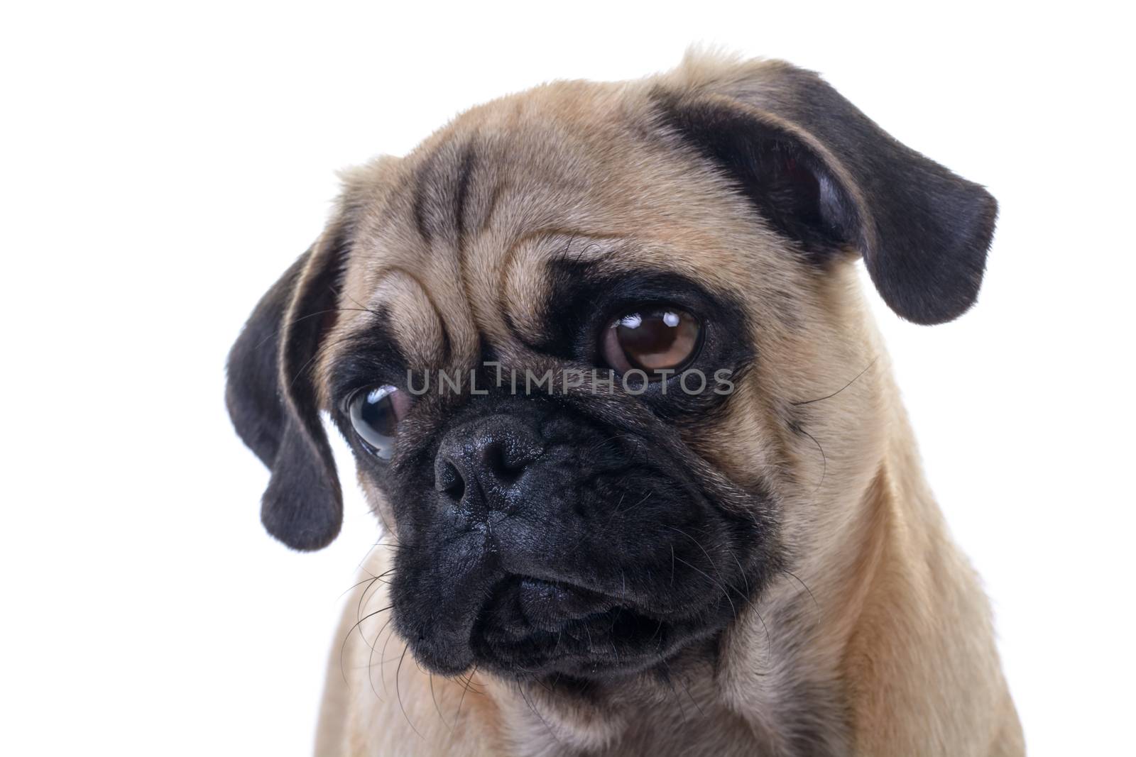 Adorable Pug Dog over white background, Head closeup, Horizontal shot