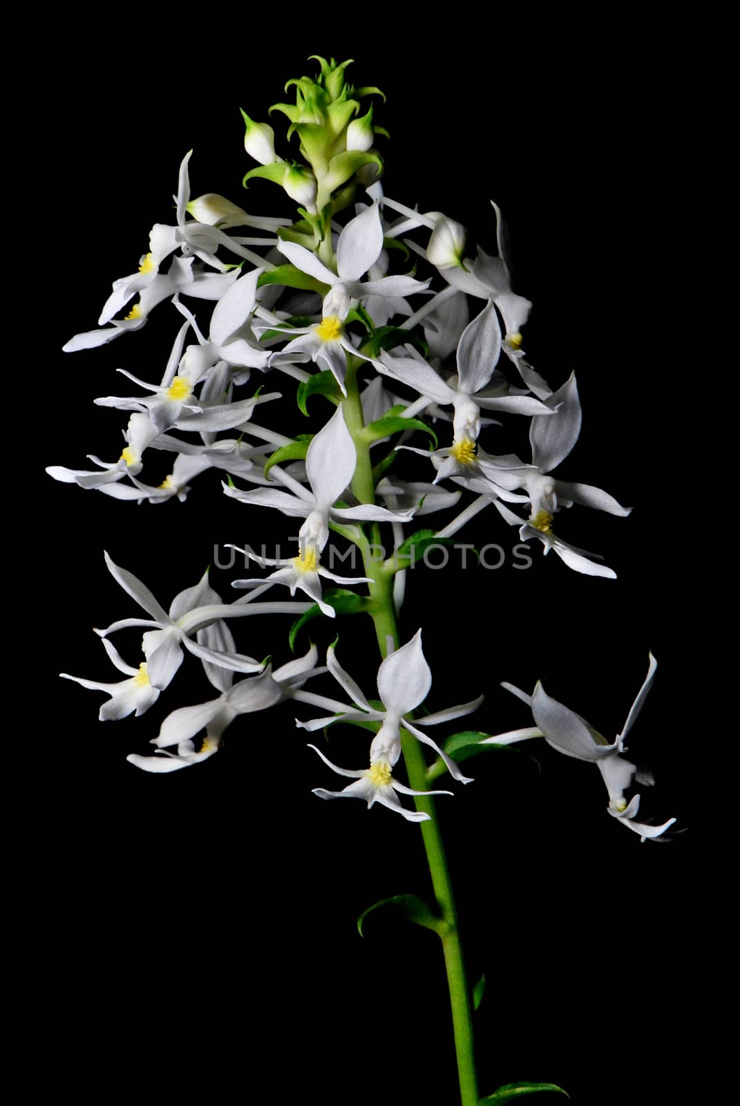 Beautiful white and yellow ground orchid flower, Calanthe leonidii, isolated on a black background