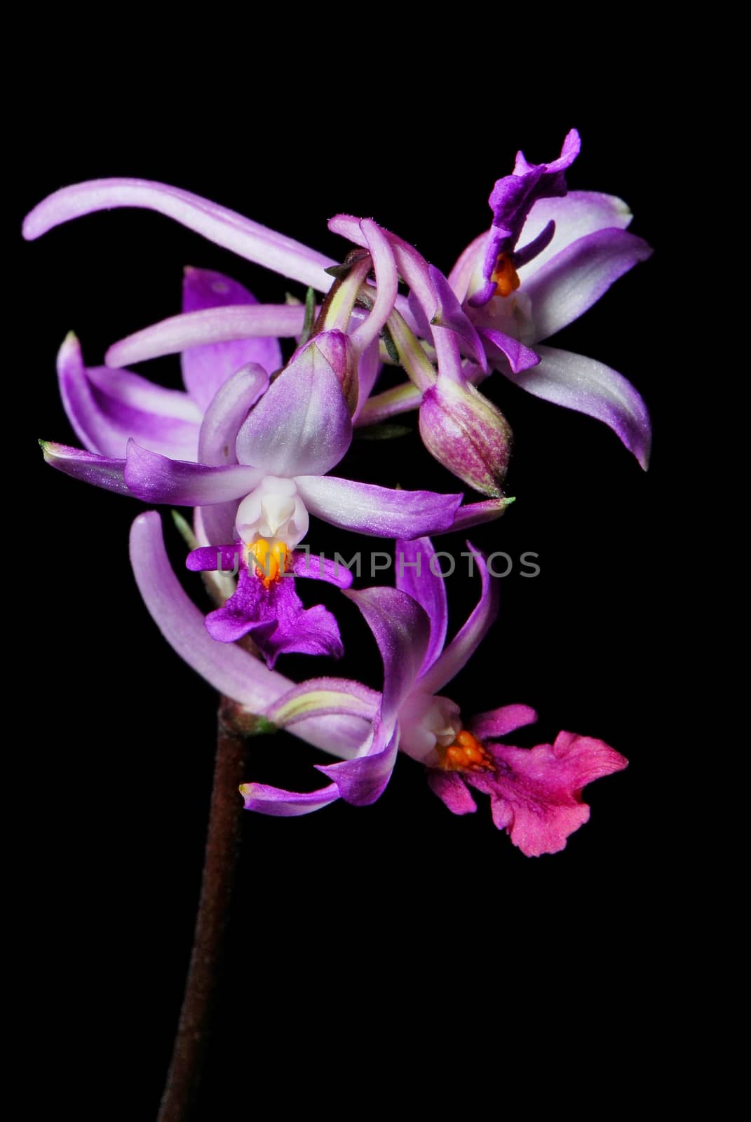 Purple ground orchid, Calanthe madagascariensis, native specie terrestrial orchid, isolated on a black background