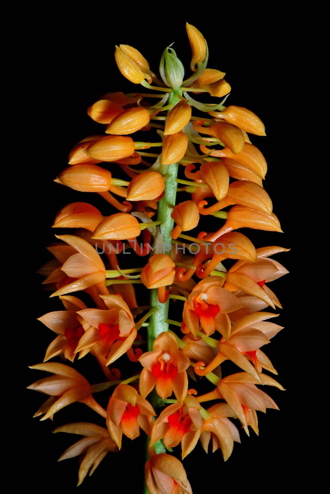 Beautiful orange ground orchid flower, Calanthe pulchra, isolated on a black background