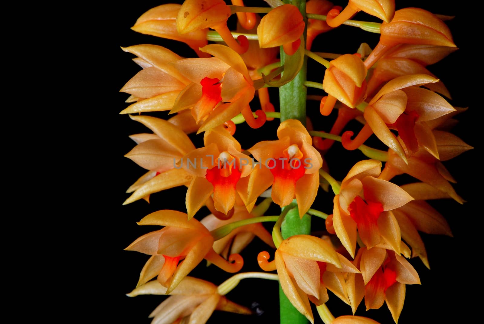 Beautiful orange ground orchid flower, Calanthe pulchra, isolated on a black background