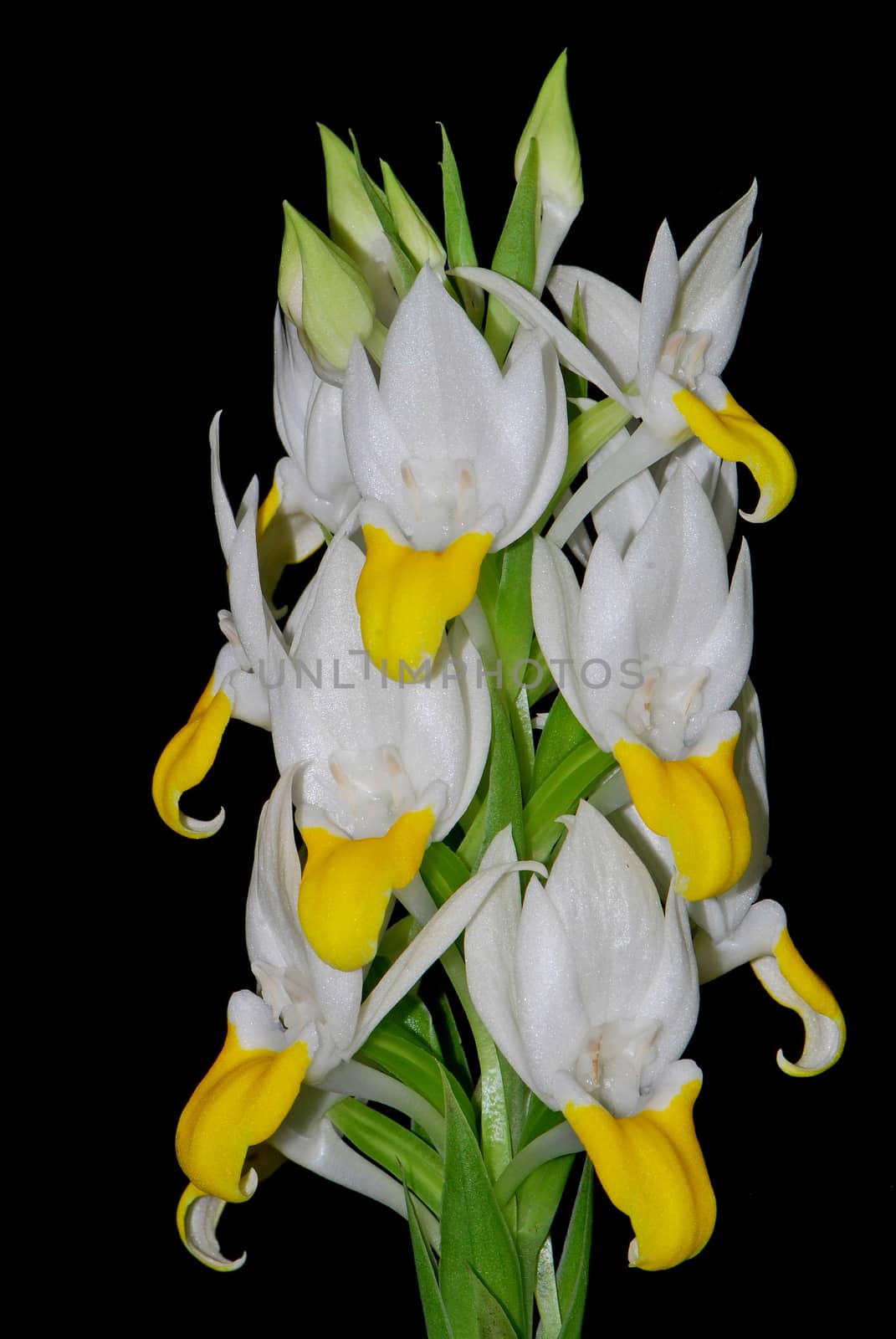 White and yellow ground orchid, Pecteilis sagarikii, isolated on a black background