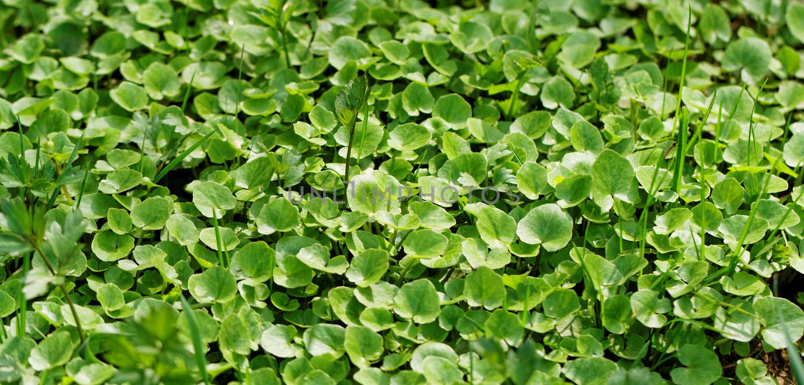 Close up photo of small green plant