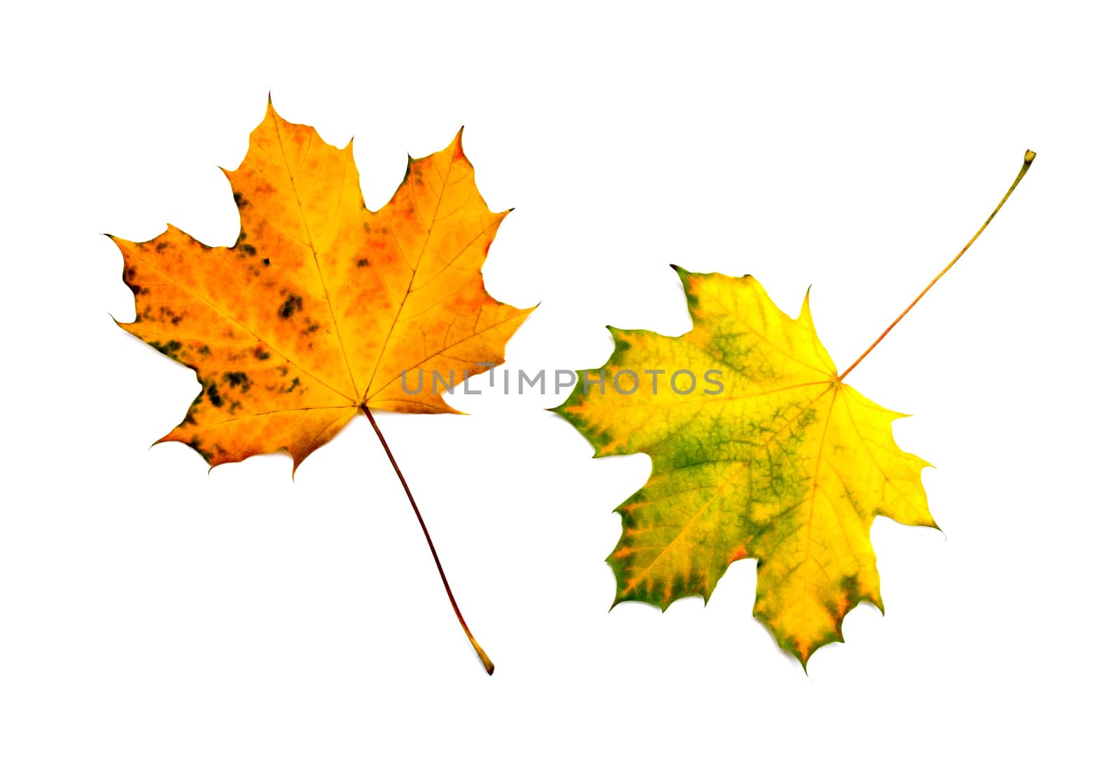 autumn leaves isolated on white background