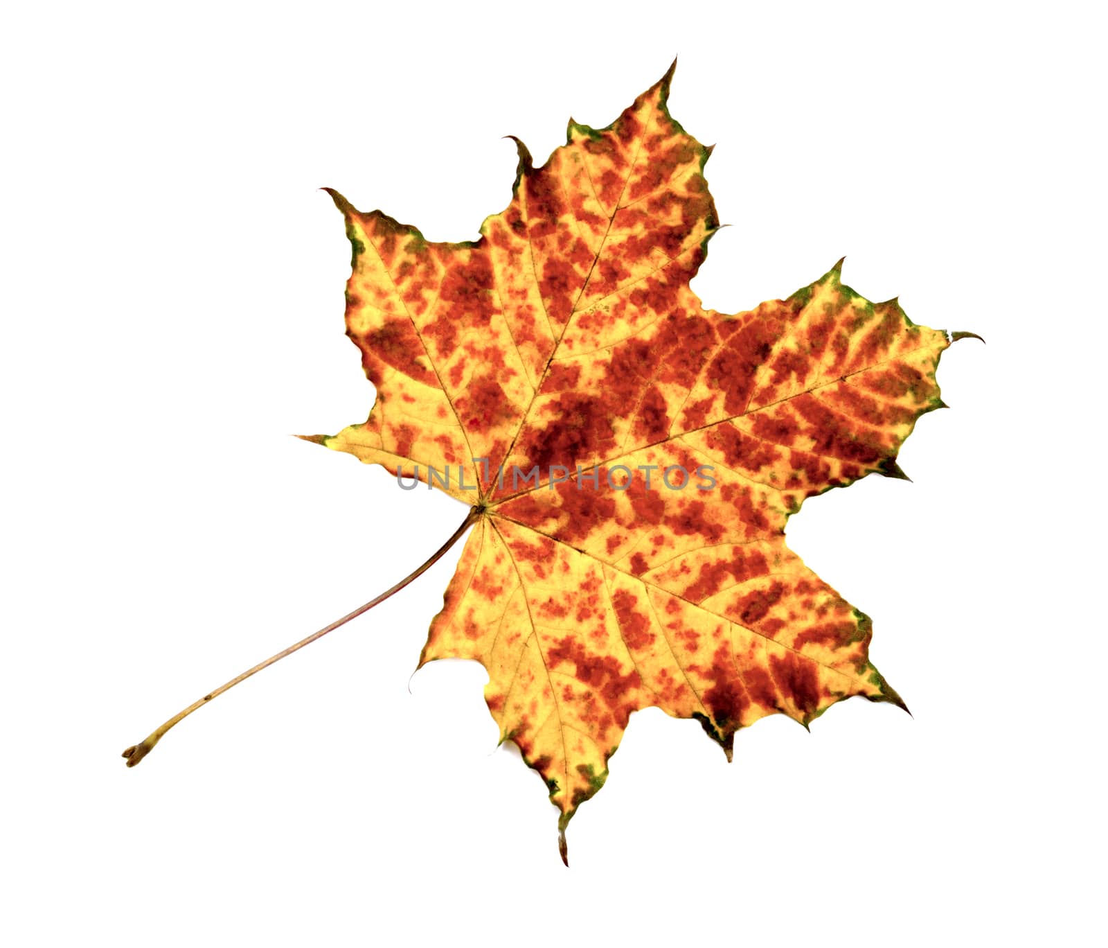 autumn maple leaf isolated on white background