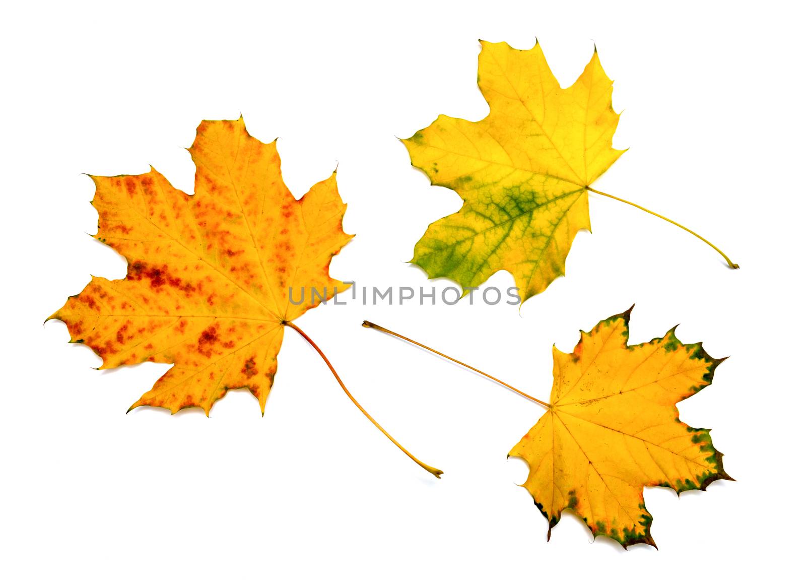 autumn maple leaf isolated on white background