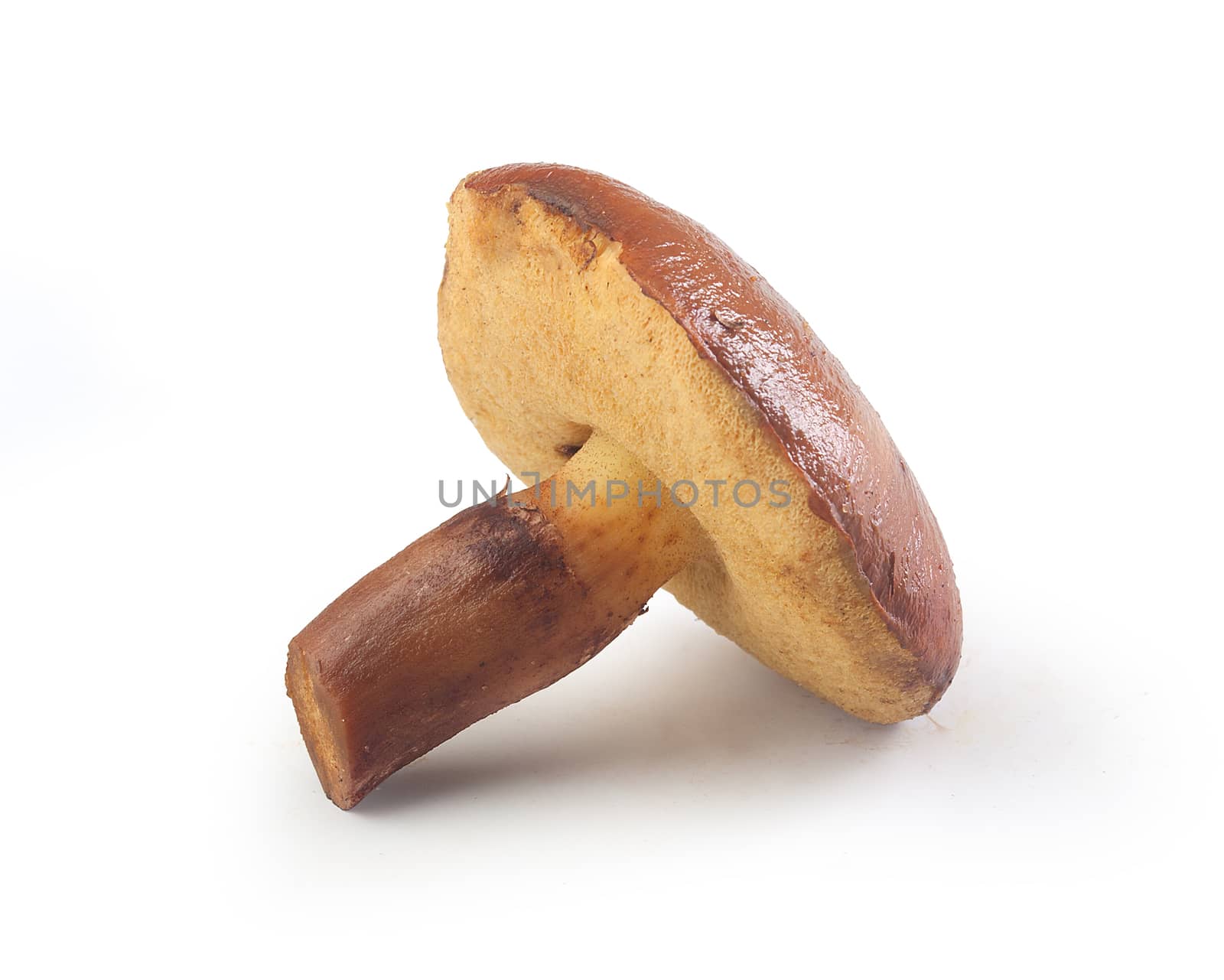 Isolated butter mushroom on the white background